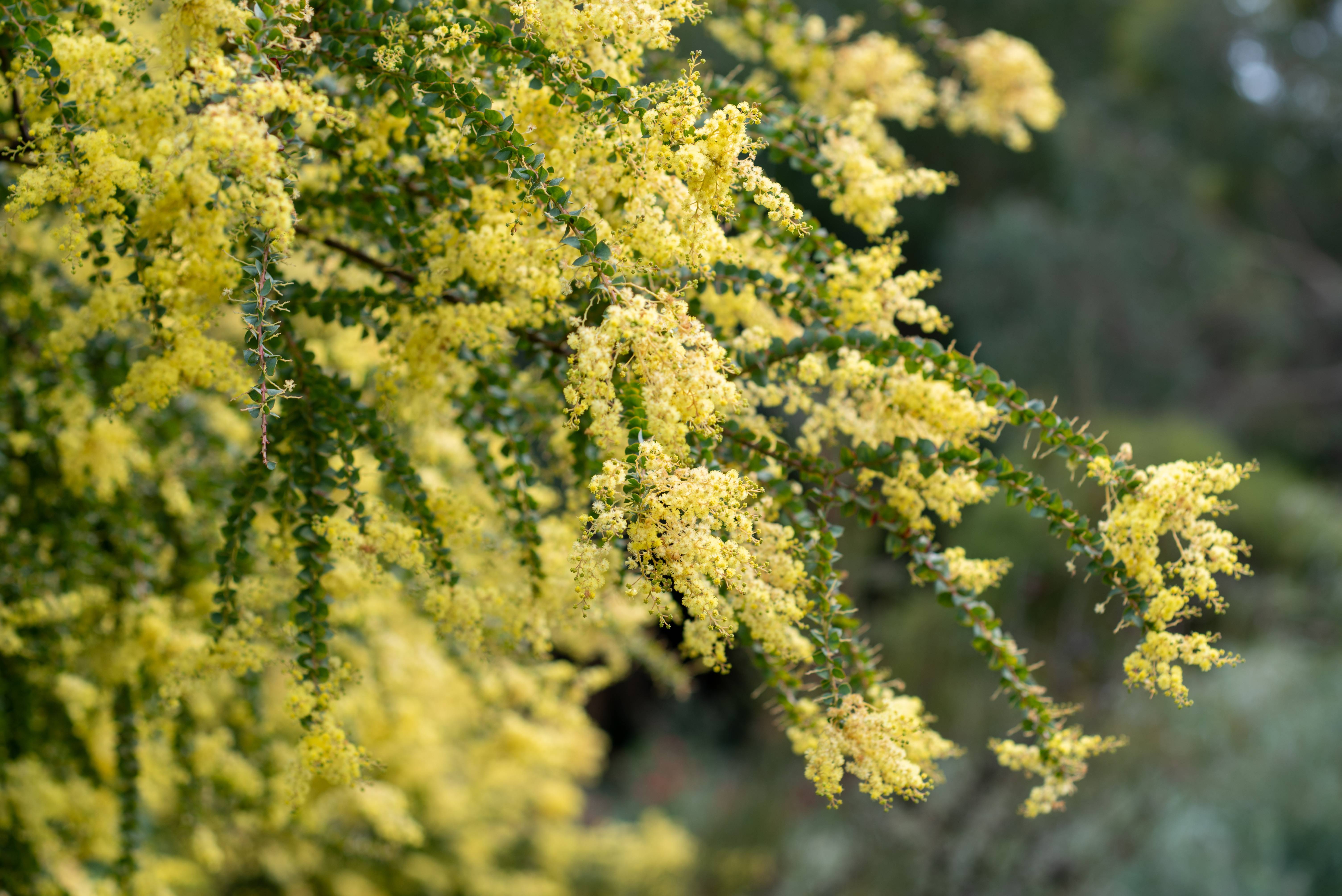 Mimosa pravissima - Image 2
