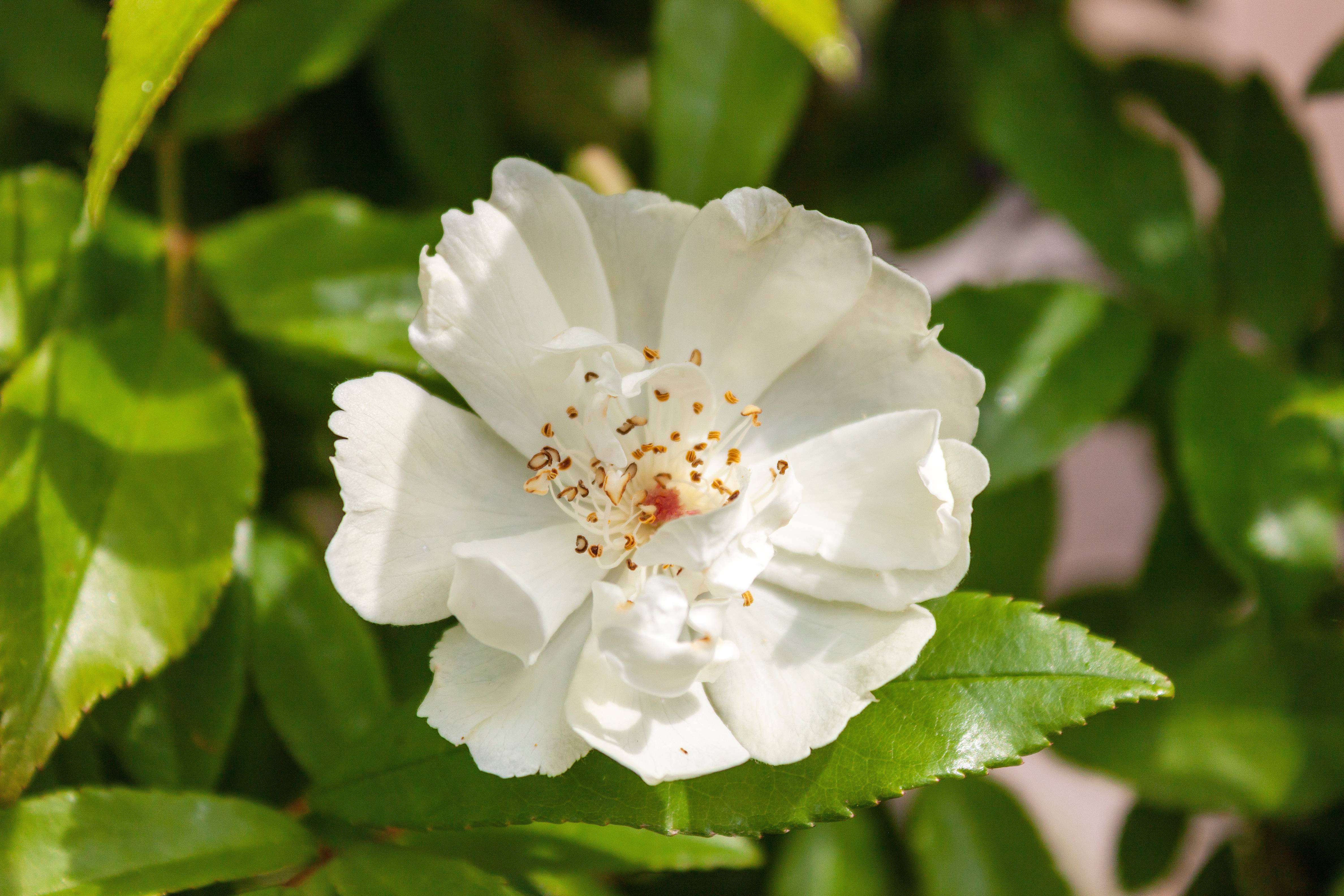 Rosier de Banks Purezza - Rosier liane