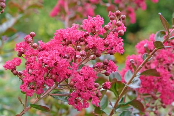 Lagerstroemia indica 'Bergerac'