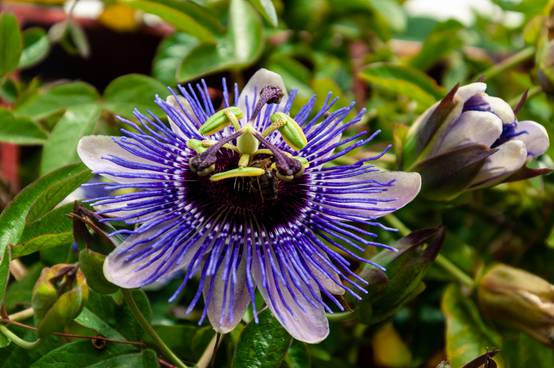 Passiflora 'Damsel's Delight' - Passiflore
