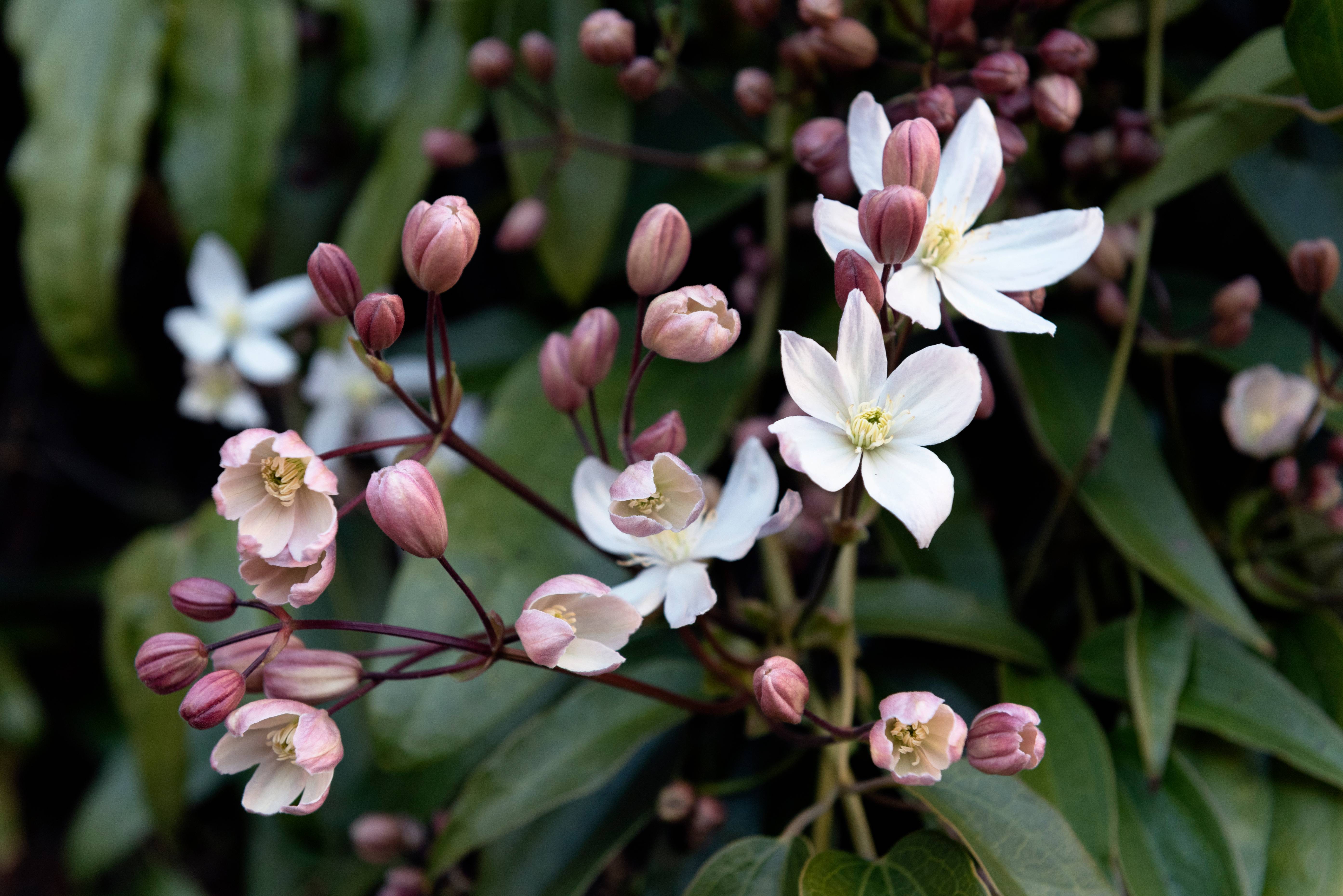 Clématite 'Hendersonii Rubra' - Clematis