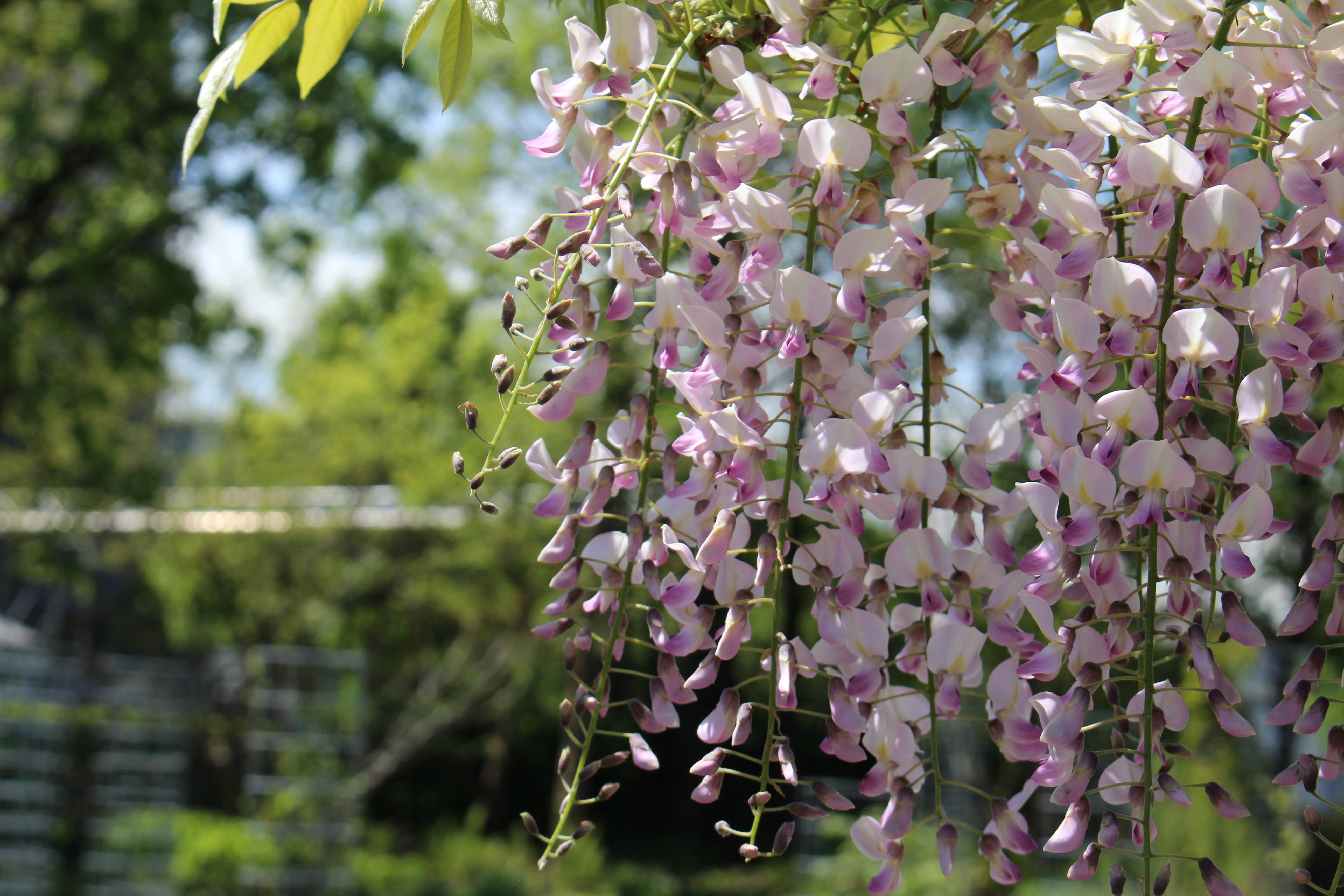 Wisteria floribunda 'Pink Ice' - Glycine du Japon - Image 2