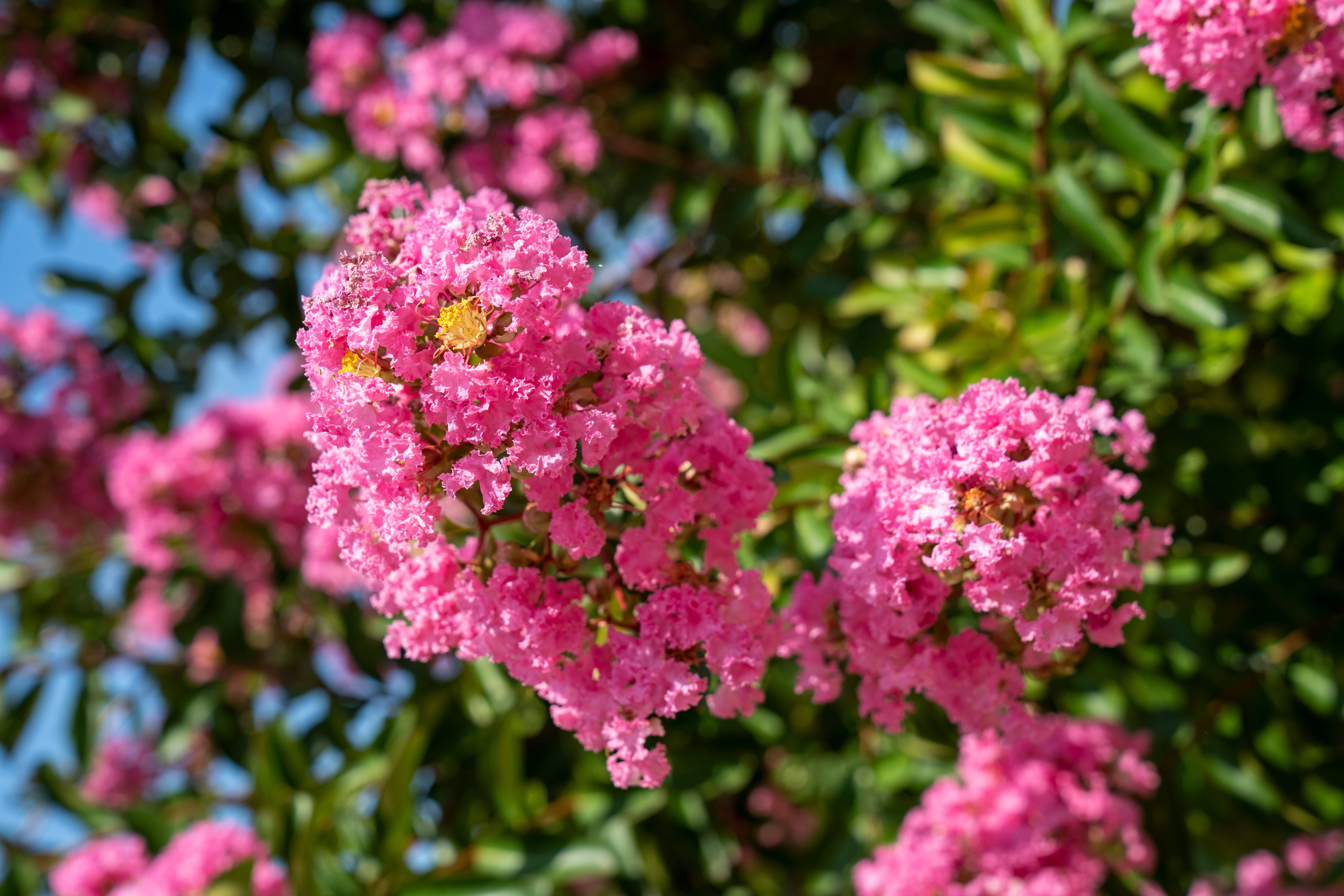Lagerstroemia indica 'Mon Panache'