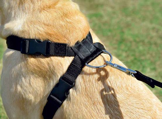 Zolux - Harnais de sécurité pour chien ZOLUX - Image 5