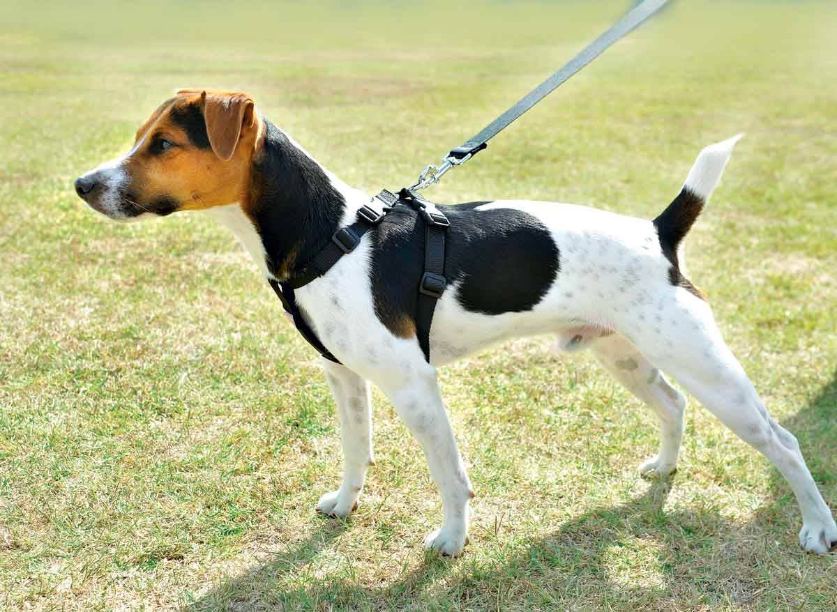 Zolux - Arnés de seguridad para perro ZOLUX - Imagen 4