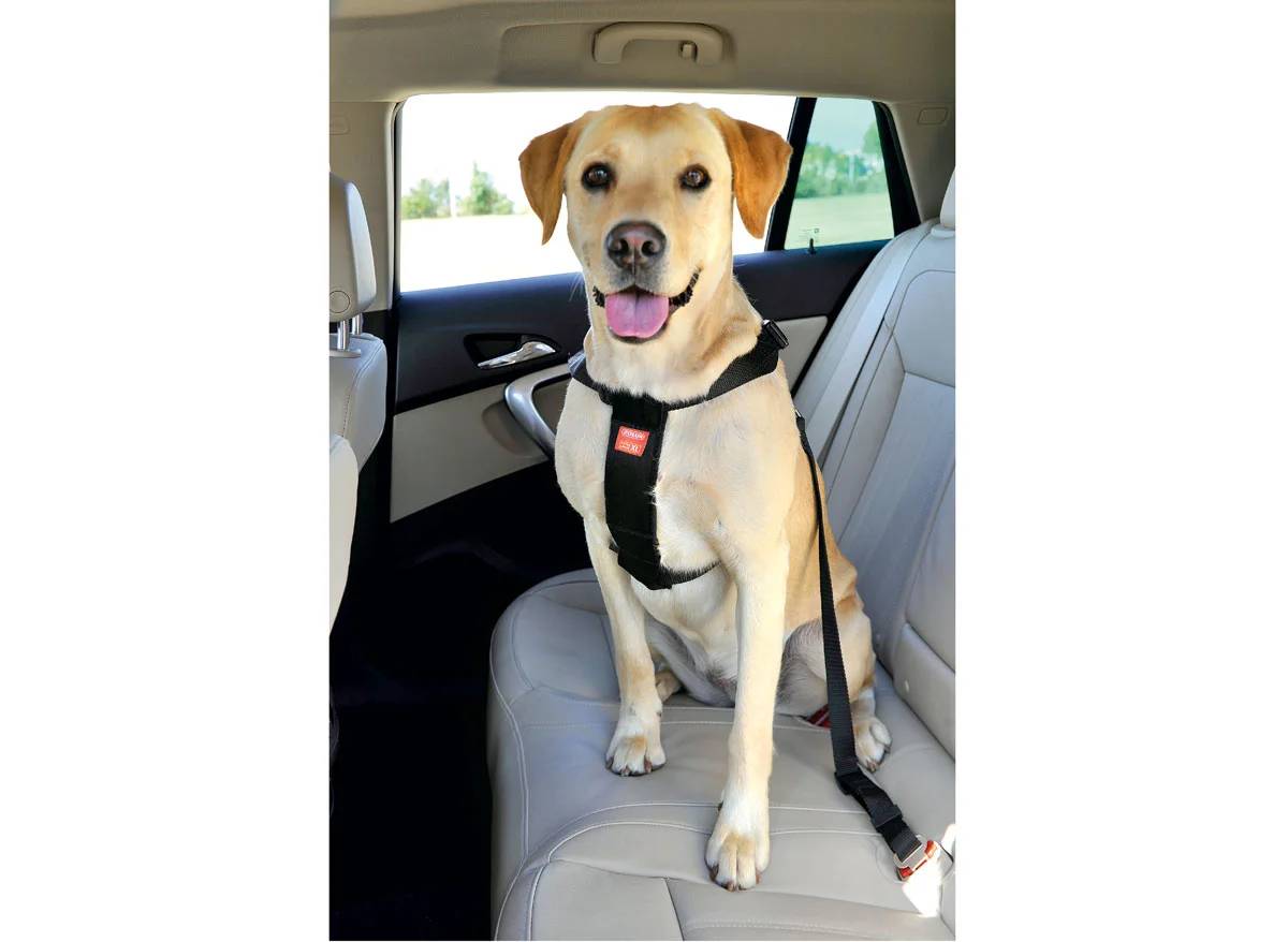 Zolux - Arnés de seguridad para perro ZOLUX - Imagen 6