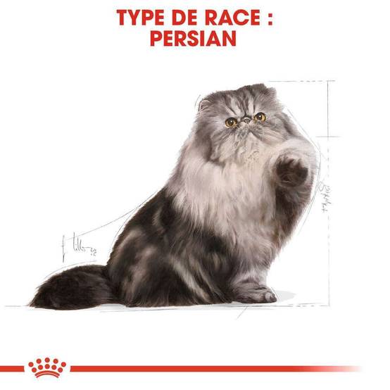 Royal Canin - Croquettes Chat Persian Adult - ROYAL CANIN - Image 2
