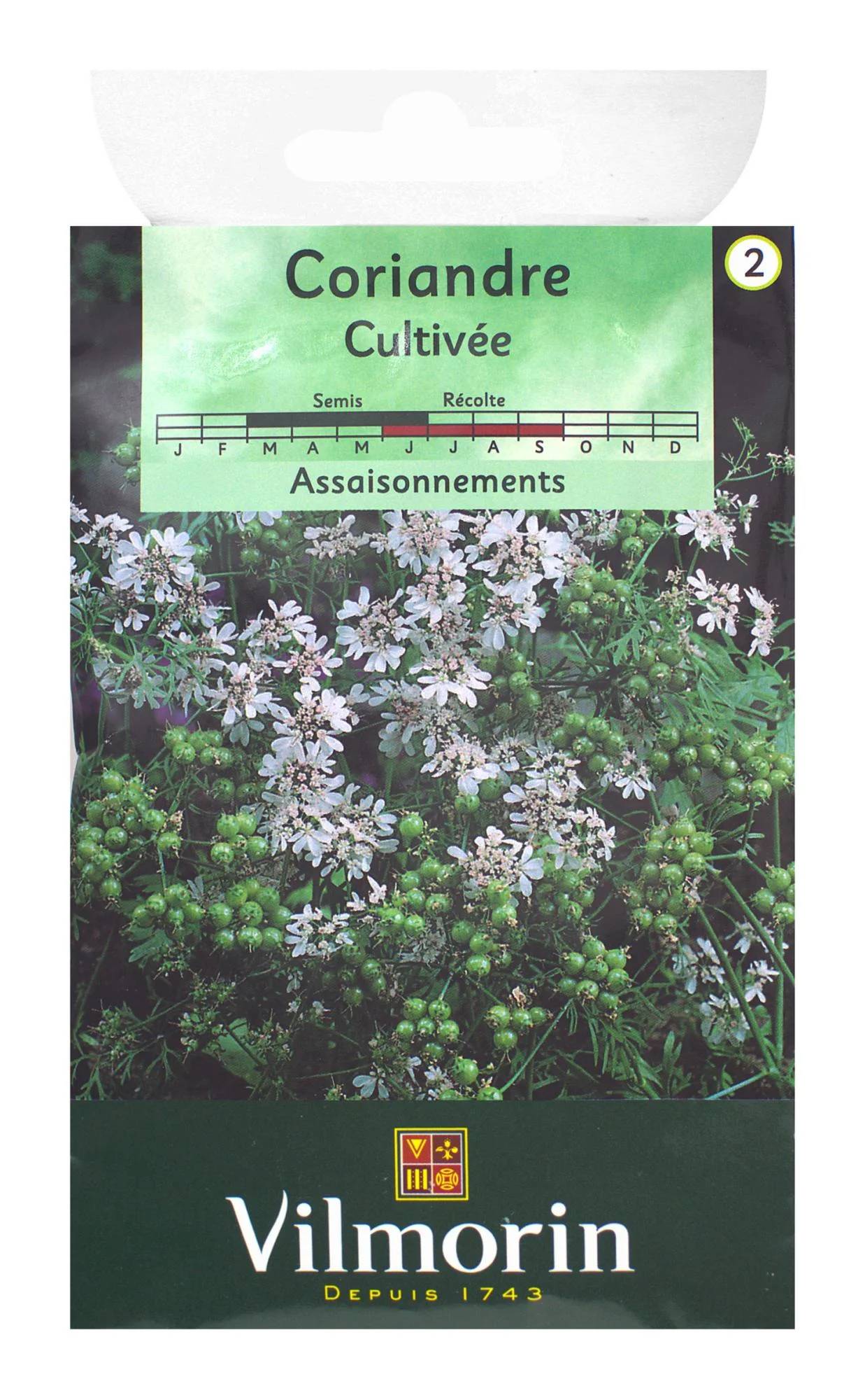 Vilmorin - Coriandre cultivée série 2 sachet graines 4 g - Vilmorin - Image 4
