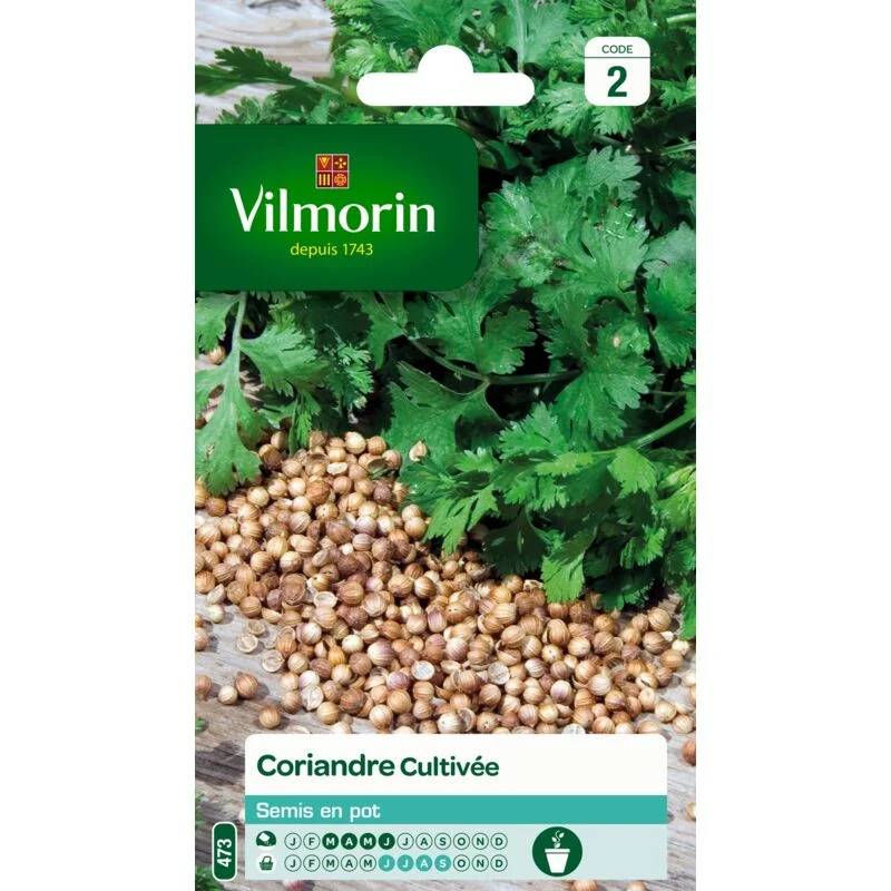 Vilmorin - Coriandre cultivée série 2 sachet graines 4 g - Vilmorin - Image 2