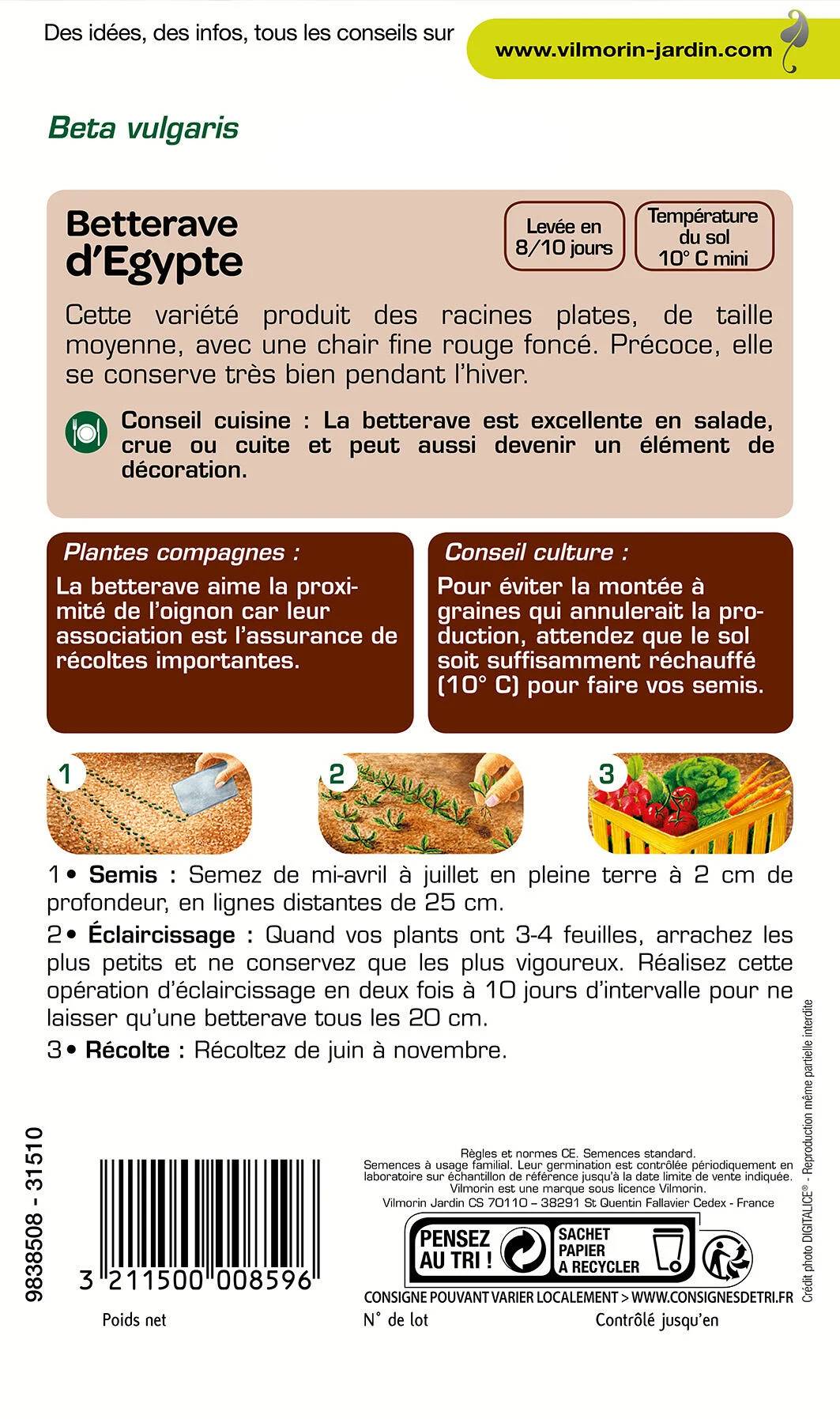 Vilmorin - Betterave potagère d'Egypte série 1 sachet graines 4 g - Vilmorin - Image 3