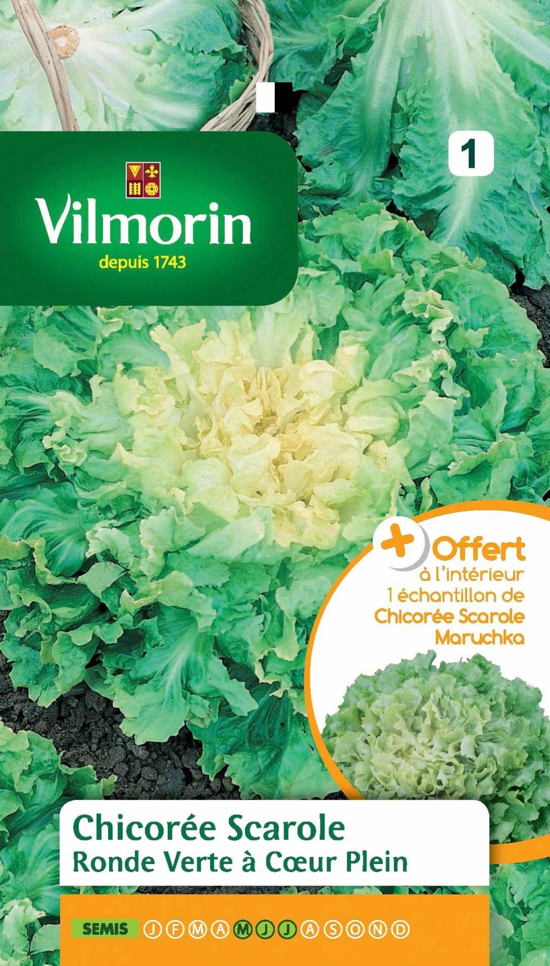 Vilmorin - Chicorée scarole ronde verte a cœur plein + échantillon scarole maruchka série 1 sachet graines 4 g - Image 1