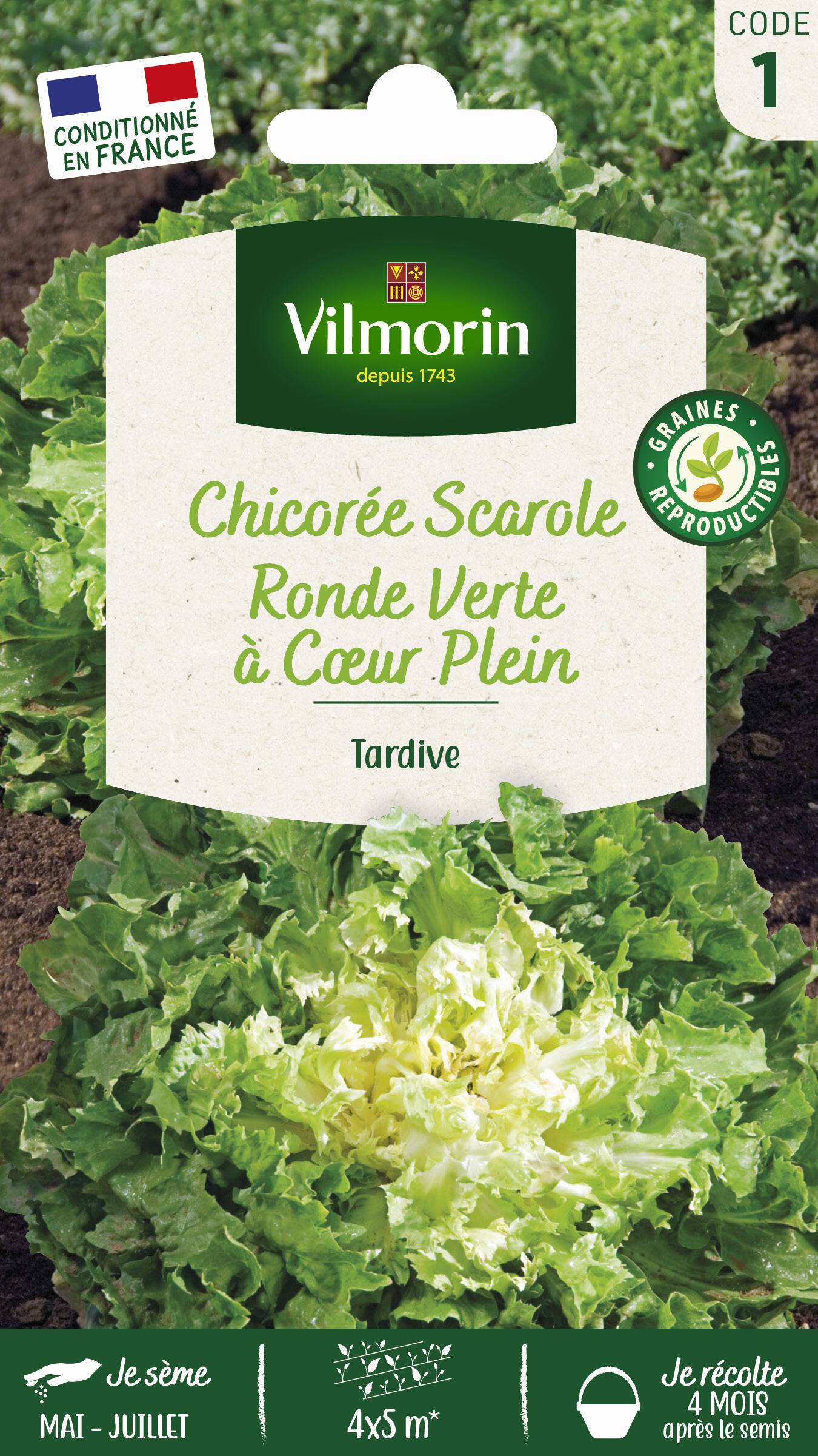 Vilmorin - Chicorée scarole ronde verte a cœur plein + échantillon scarole maruchka série 1 sachet graines 4 g - Image 2