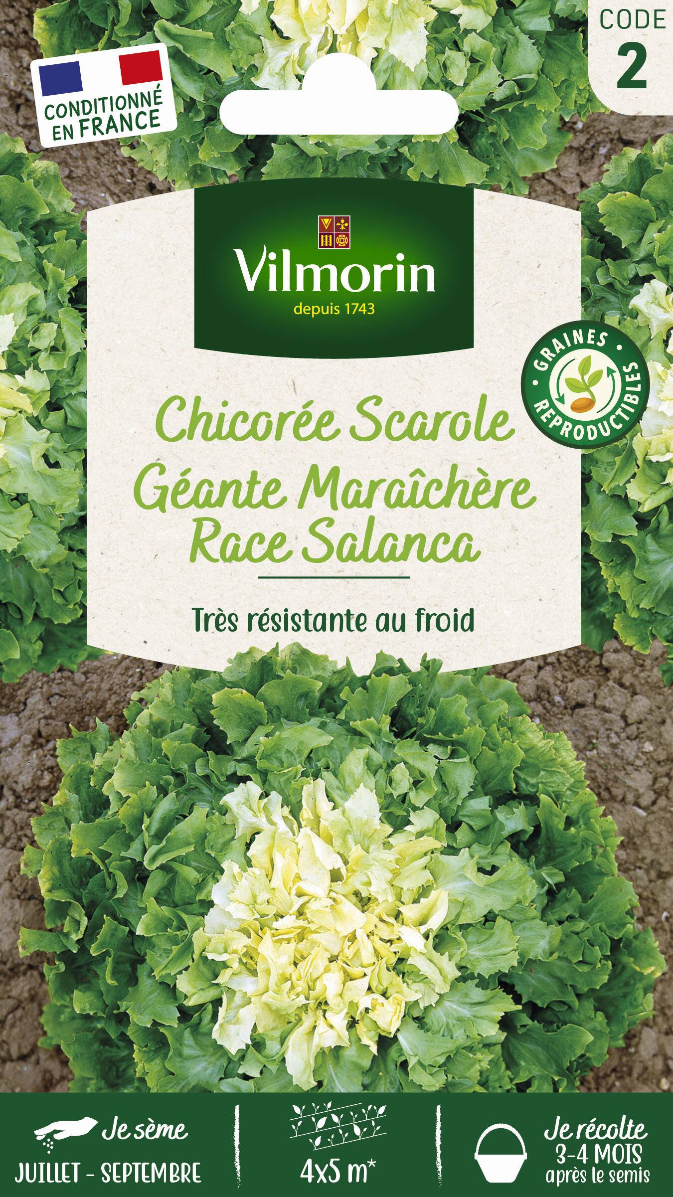 Vilmorin - Chicorée scarole géante maraichère race salanca sel. série 2 sachet graines 4 g - Vilmorin
