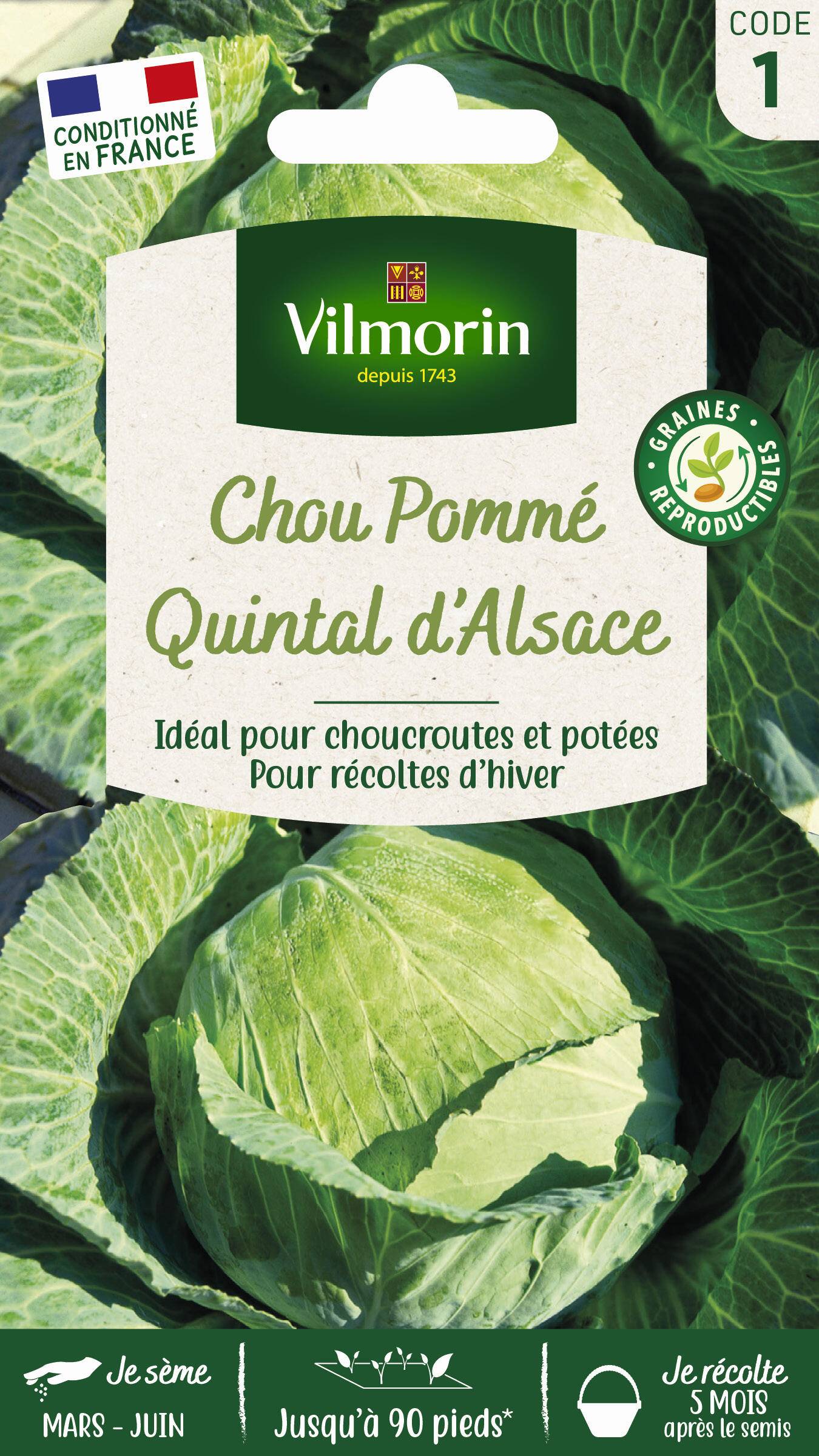 Vilmorin - Chou pommé quintal d'Alsace série 1 sachet graines 2 g - Vilmorin - Image 2
