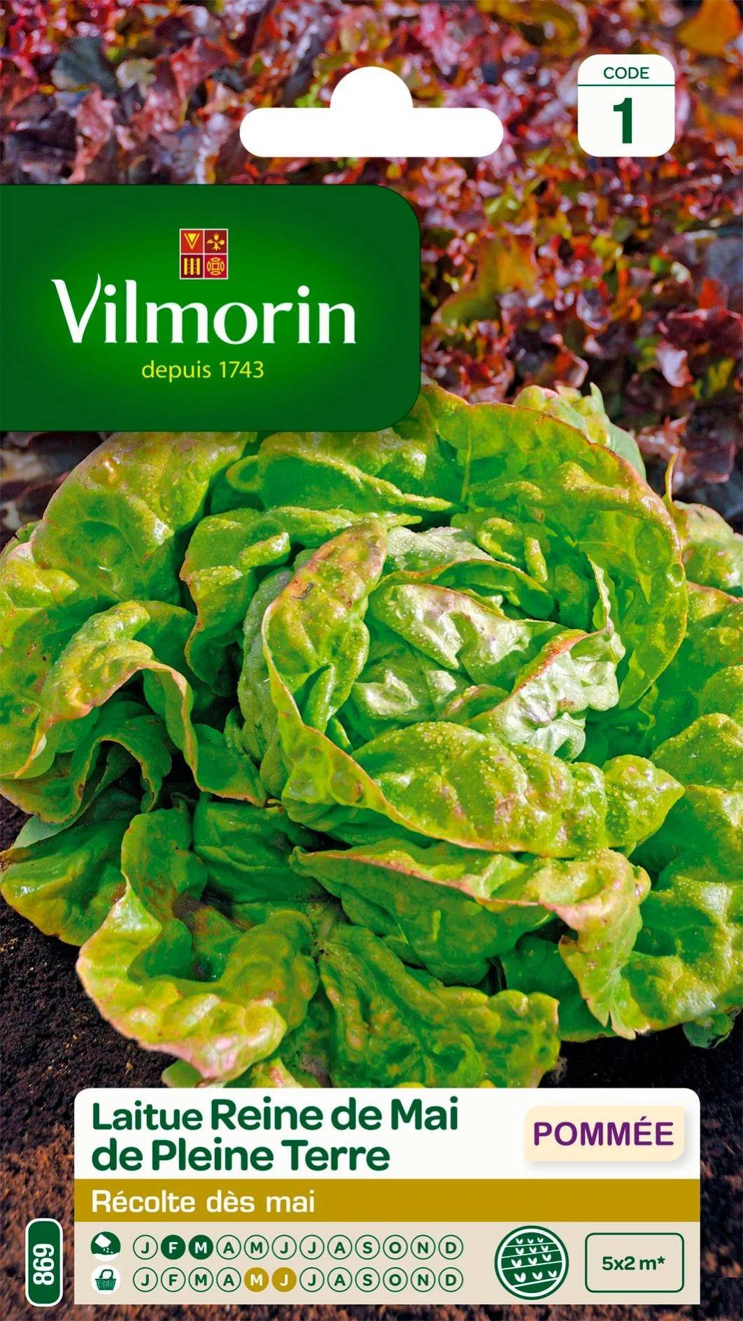 Vilmorin - Laitue pommée reine de mai de pleine terre série 1 sachet graines 4 g - Vilmorin - Image 1