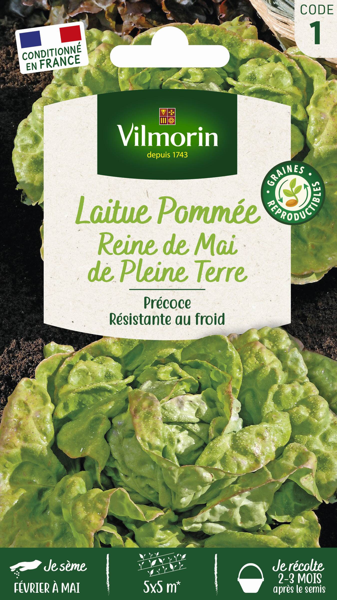Vilmorin - Laitue pommée reine de mai de pleine terre série 1 sachet graines 4 g - Vilmorin - Image 2
