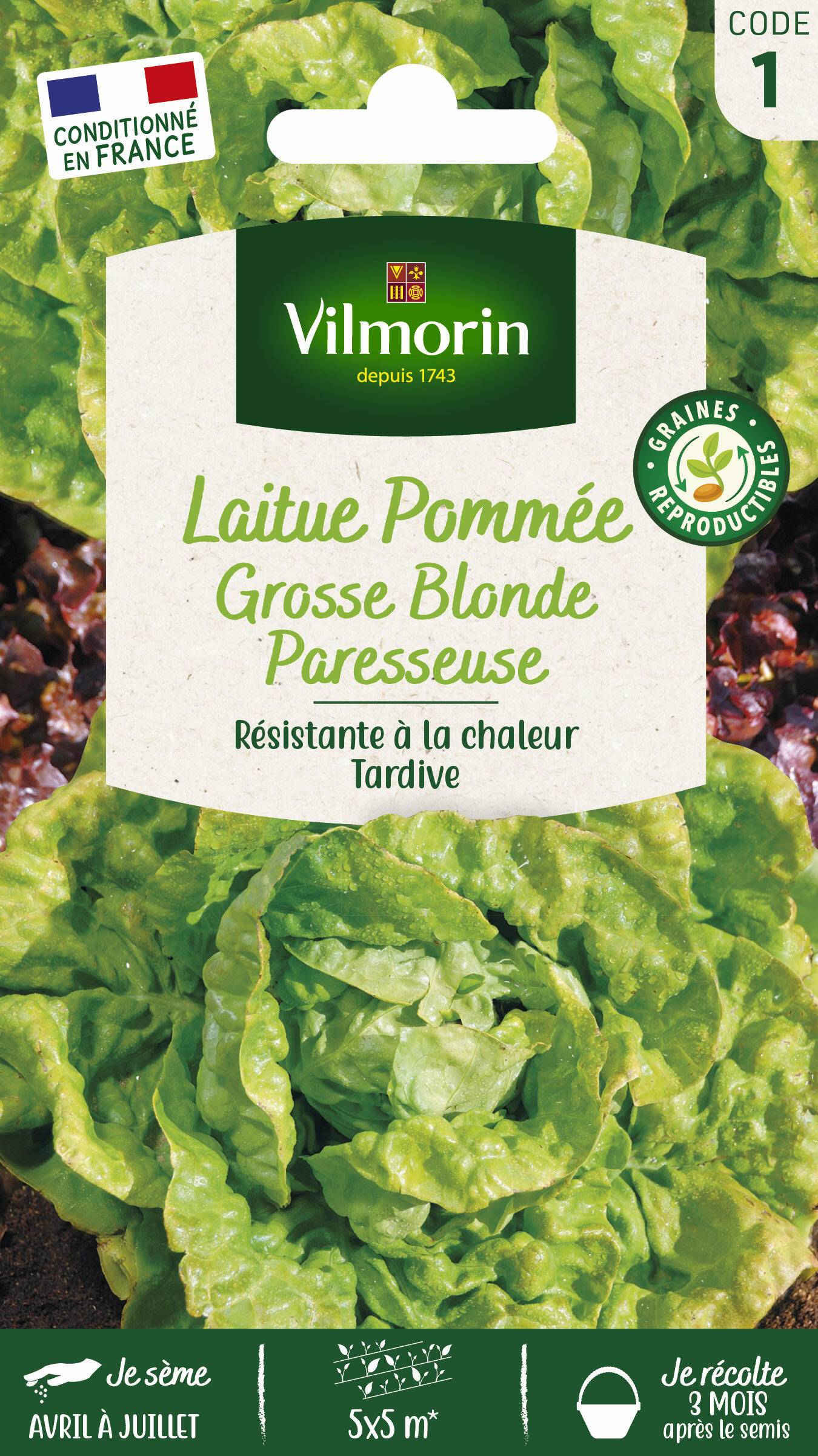 Vilmorin - Laitue pommée grosse blonde paresseuse série 1 sachet graines 4 g - Vilmorin - Image 2