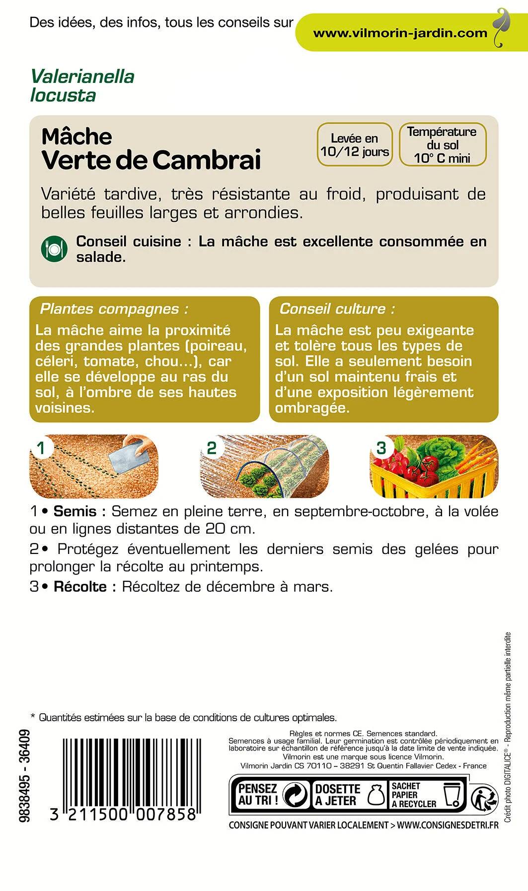 Vilmorin - Mâche verte de Cambrai série 2 sachet graines 3 g - Vilmorin - Image 1