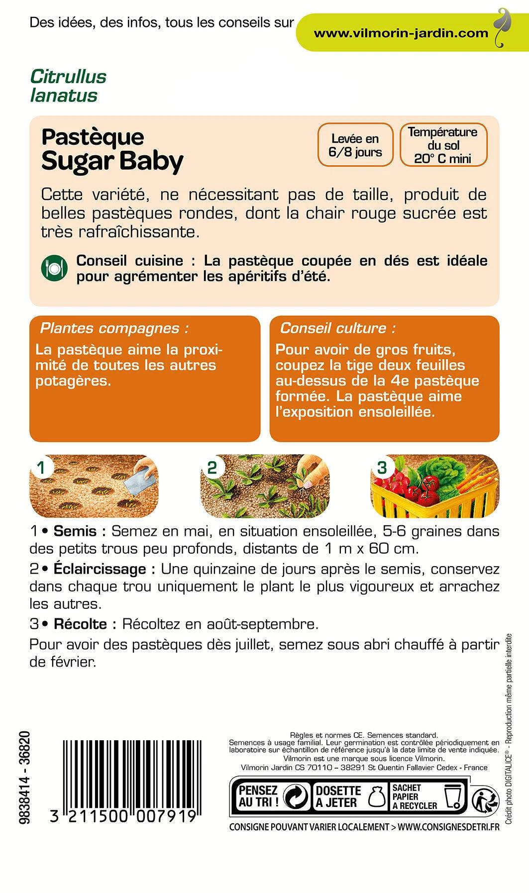 Vilmorin - Pastèque Sugar Baby série 1 sachet graines 3 g - Vilmorin - Image 3