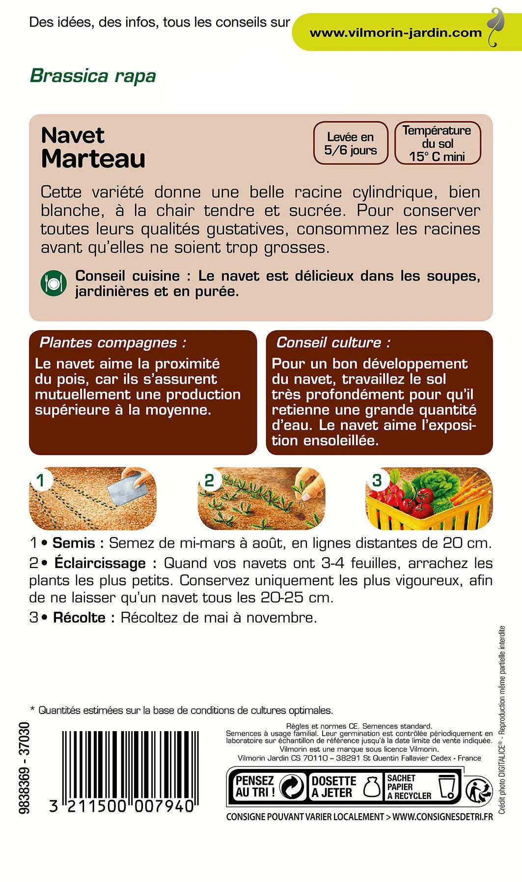 Vilmorin - Navet légume marteau série 1 sachet graines 4 g - Vilmorin - Image 2