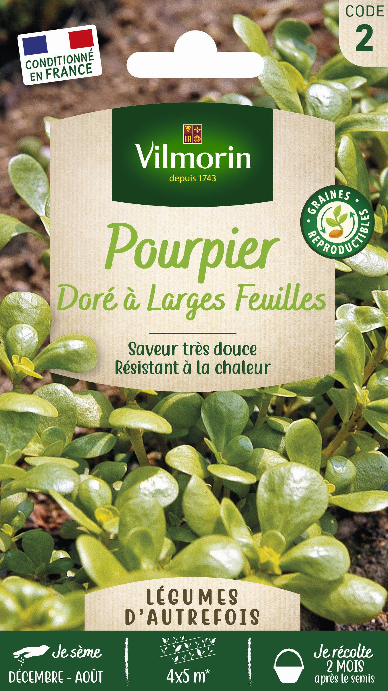 Pourpier doré à larges feuilles 3 g – Vilmorin - Image 2