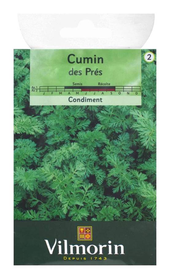 Vilmorin - Cumin des près ou carvi série 2 sachet graines 1 g - Vilmorin - Image 4