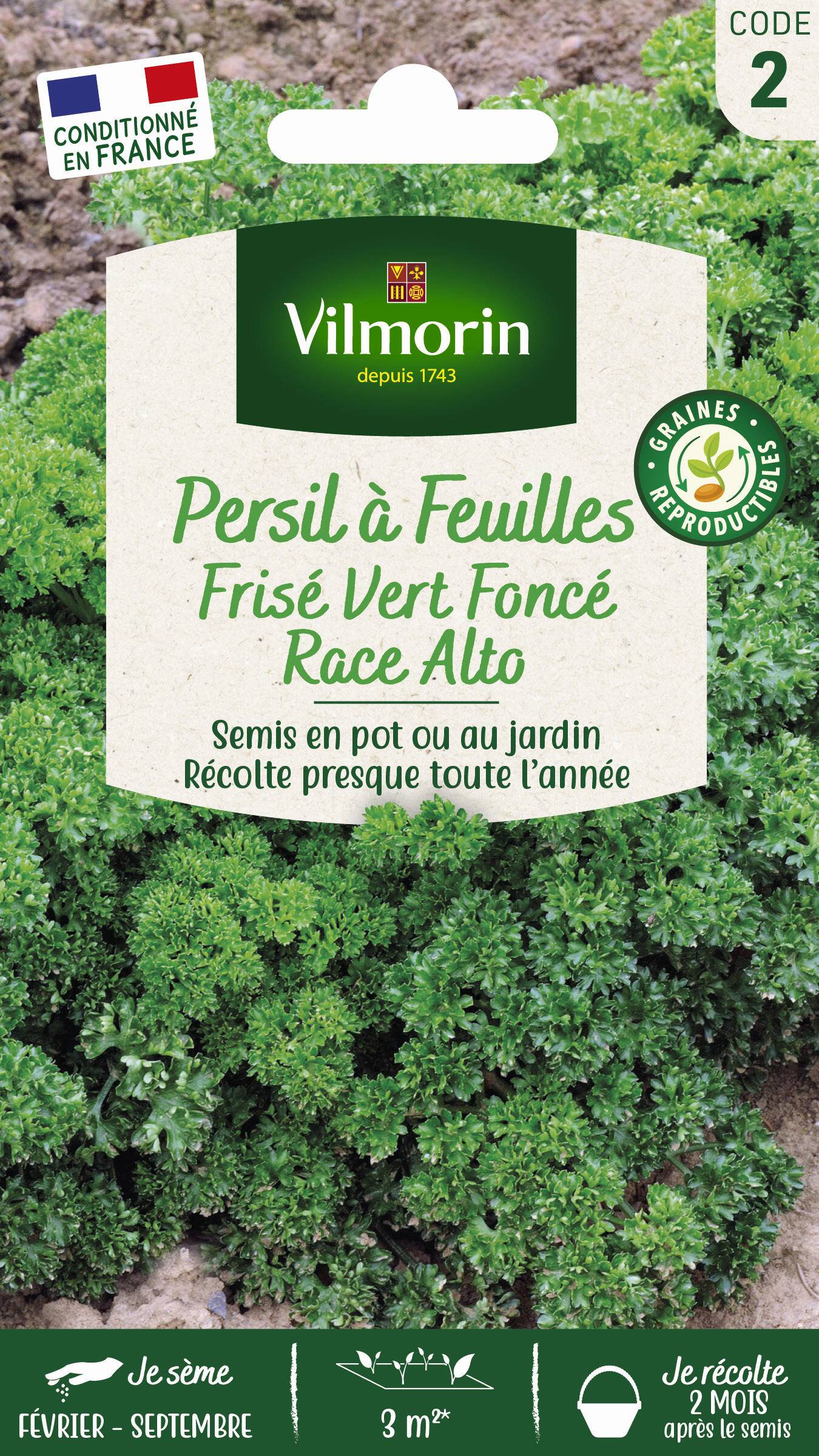 Vilmorin - Persil à feuilles frisé Alto création série 2 sachet graines 5 g - Vilmorin - Image 2