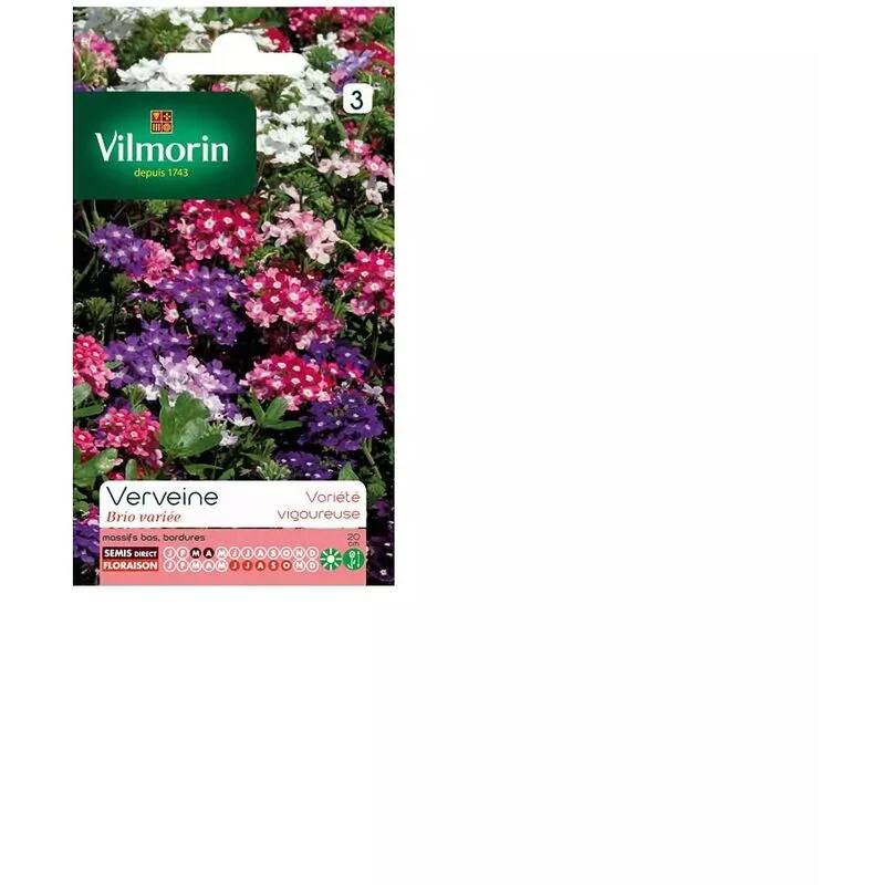 Vilmorin - Verveine Brio variée série 3 sachet graines 0,5 g - Vilmorin - Image 4