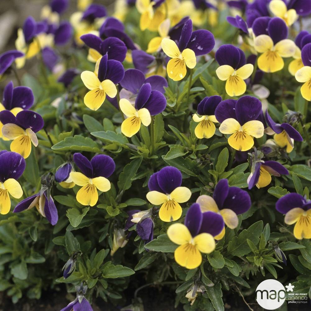 Vilmorin - Viola Cornuta variée série 2 sachet graines 0,7 g - Vilmorin - Image 5