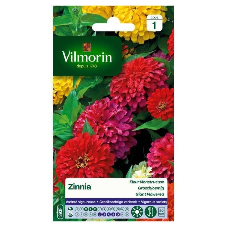 Vilmorin - Zinnia à fleur monstrueuse varie série 1 sachet graines 2 g - Vilmorin - Imagen 4