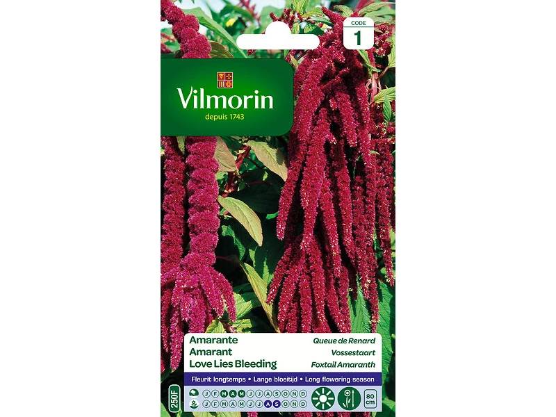 Vilmorin - Amarante queue de renard série 1 sachet graines 2 g - Vilmorin - Image 3