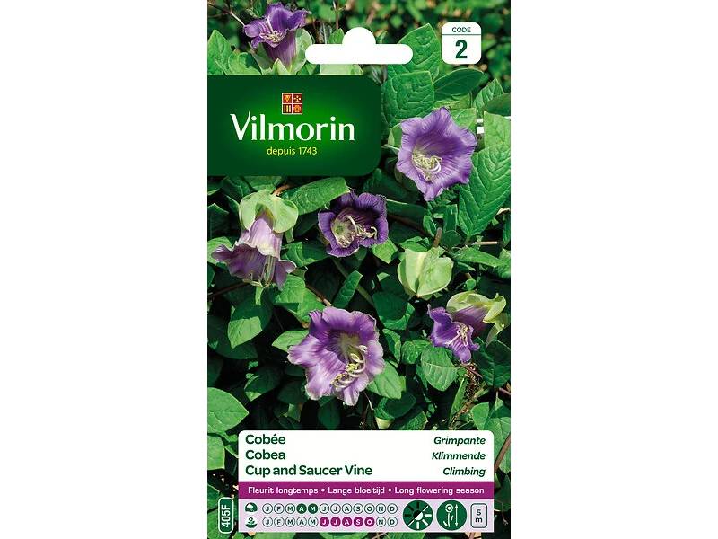 Vilmorin - Cobée grimpante série 2 sachet graines 1,5 g - Vilmorin - Image 3