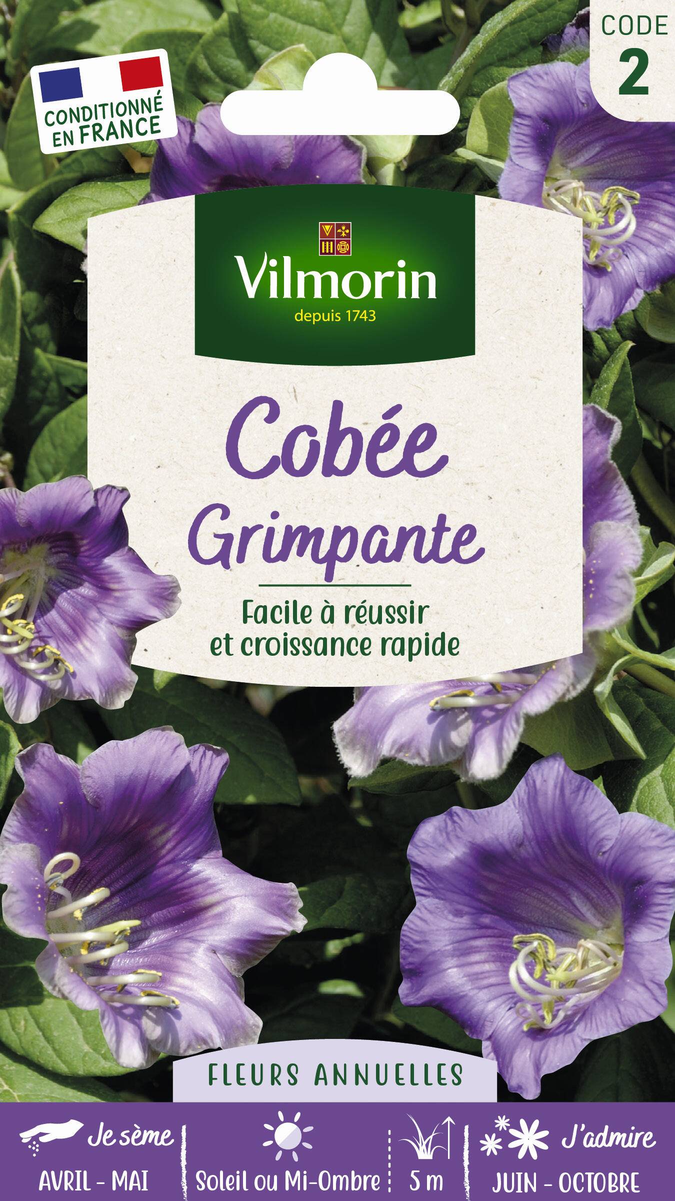 Vilmorin - Cobée grimpante série 2 sachet graines 1,5 g - Vilmorin - Image 4