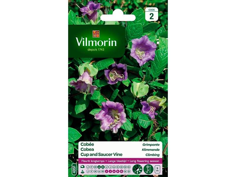 Vilmorin - Cobée grimpante série 2 sachet graines 1,5 g - Vilmorin - Image 1