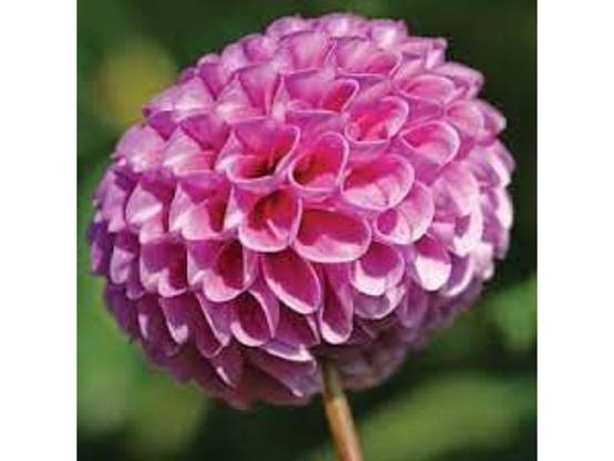 Vilmorin - Dahlia unwin varie série 2 sachet graines 1 g - Vilmorin - Image 2