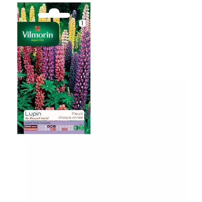 Vilmorin - Lupin de Russel varie série 1 sachet graines 2,5 g - Vilmorin - Image 4