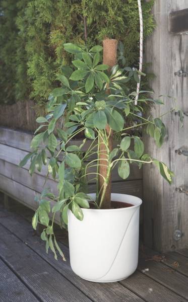 Windhager - Windhager - Tuteur en fibre de coco - L.60 x l.4 x H.60 cm - Image 2
