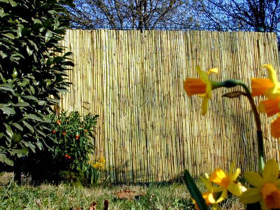 Sicatec - Canisse en bambous refendus 1.50x5 m - L.500 x l.1 x H.150 cm - Image 2
