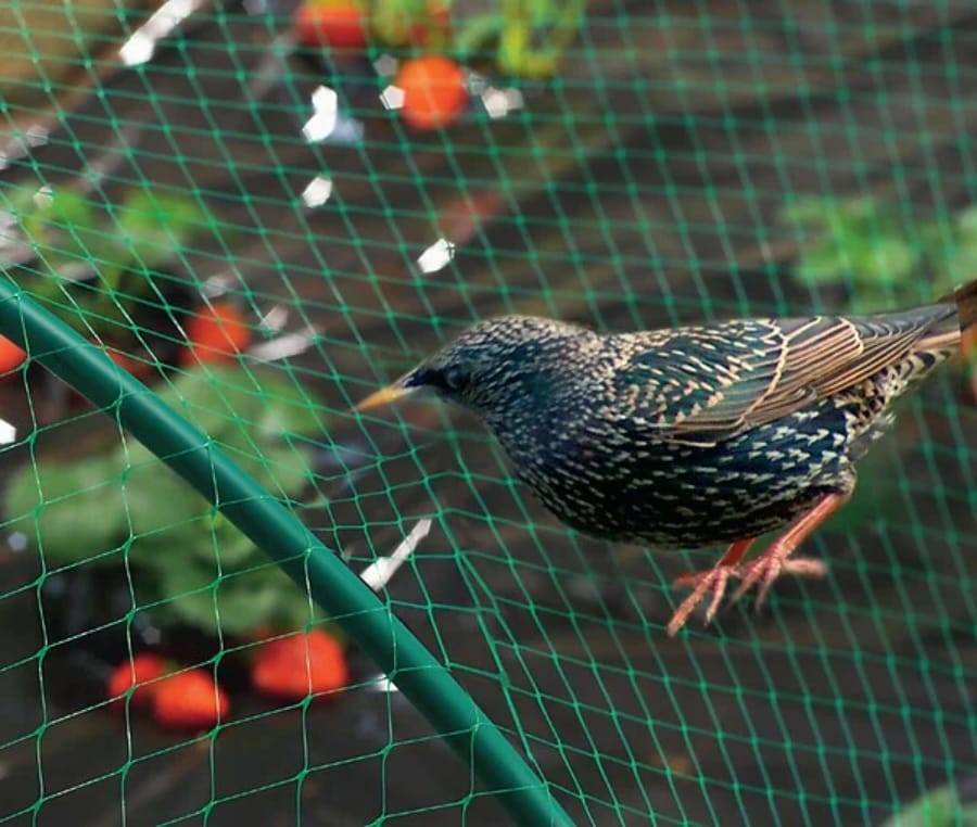 Nortène - Birdnet - Filet de protection oiseaux L.10 x l.8 m - Imagen 3