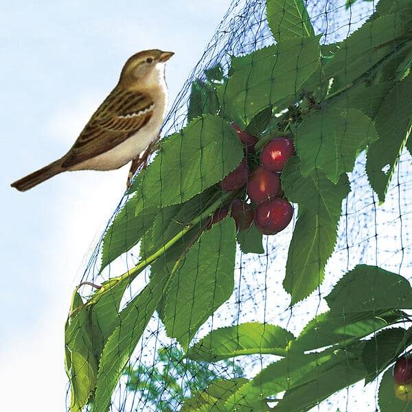 Nortène - Filet de Protection Oiseaux - NORTENE - Imagen 4