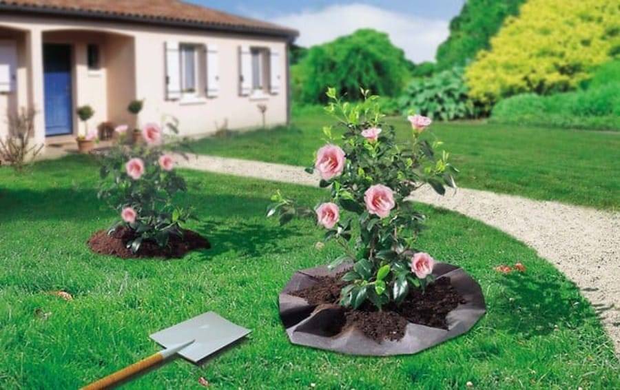 Nortène - TERRAPLANT Feutre plantation pour terre de bruyère 1,50x6m - Imagen 1