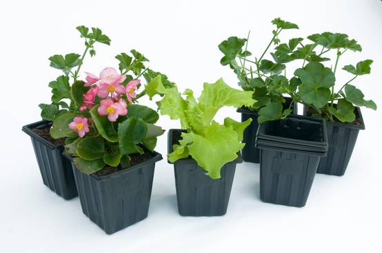 Jany France - Godets plastiques carres 7cm noir par 20 - L.7 x l.7 x H.8 cm - Image 2