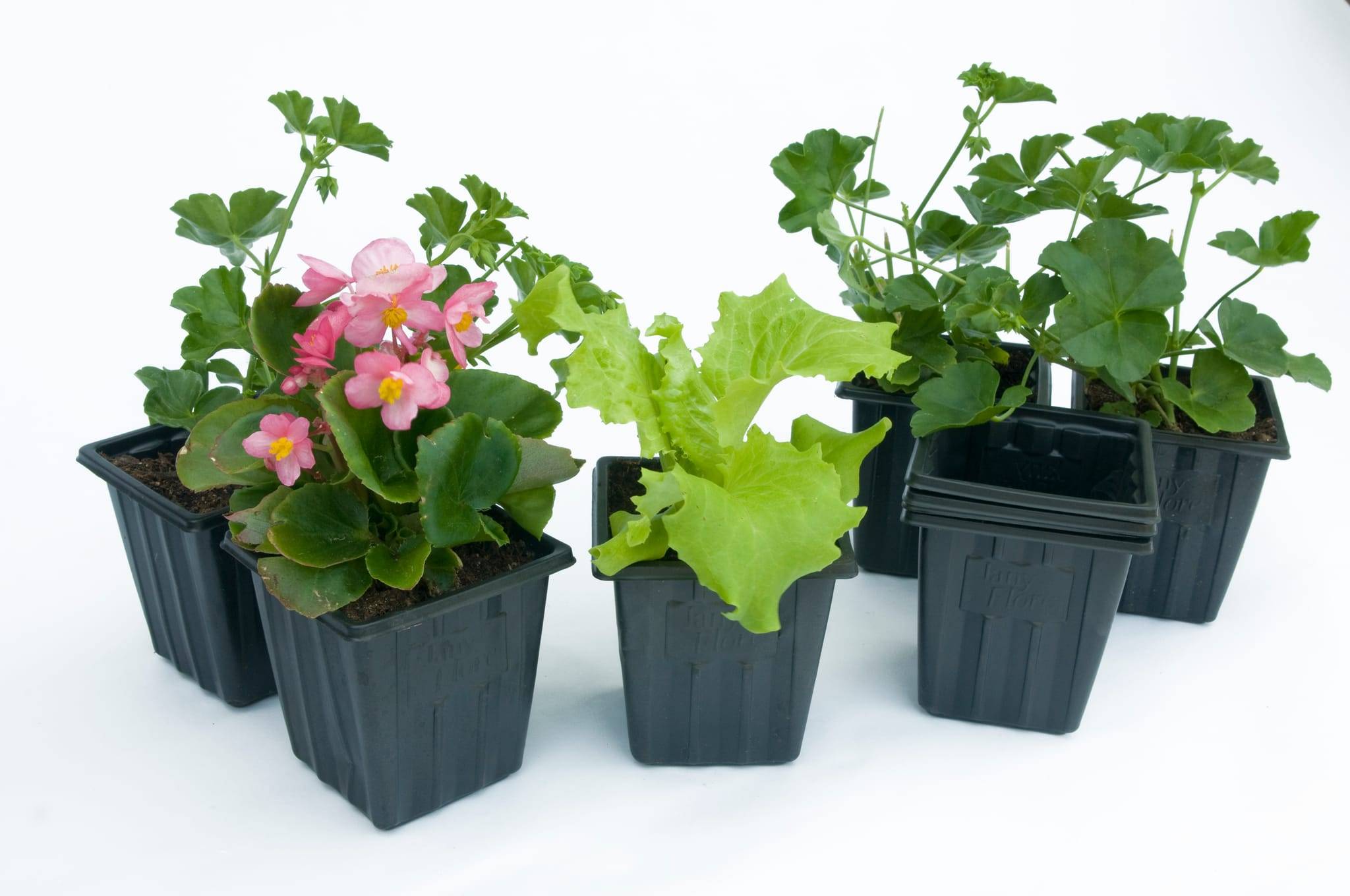 Jany France - Godets plastiques carres 7cm noir par 20 - L.7 x l.7 x H.8 cm - Image 2