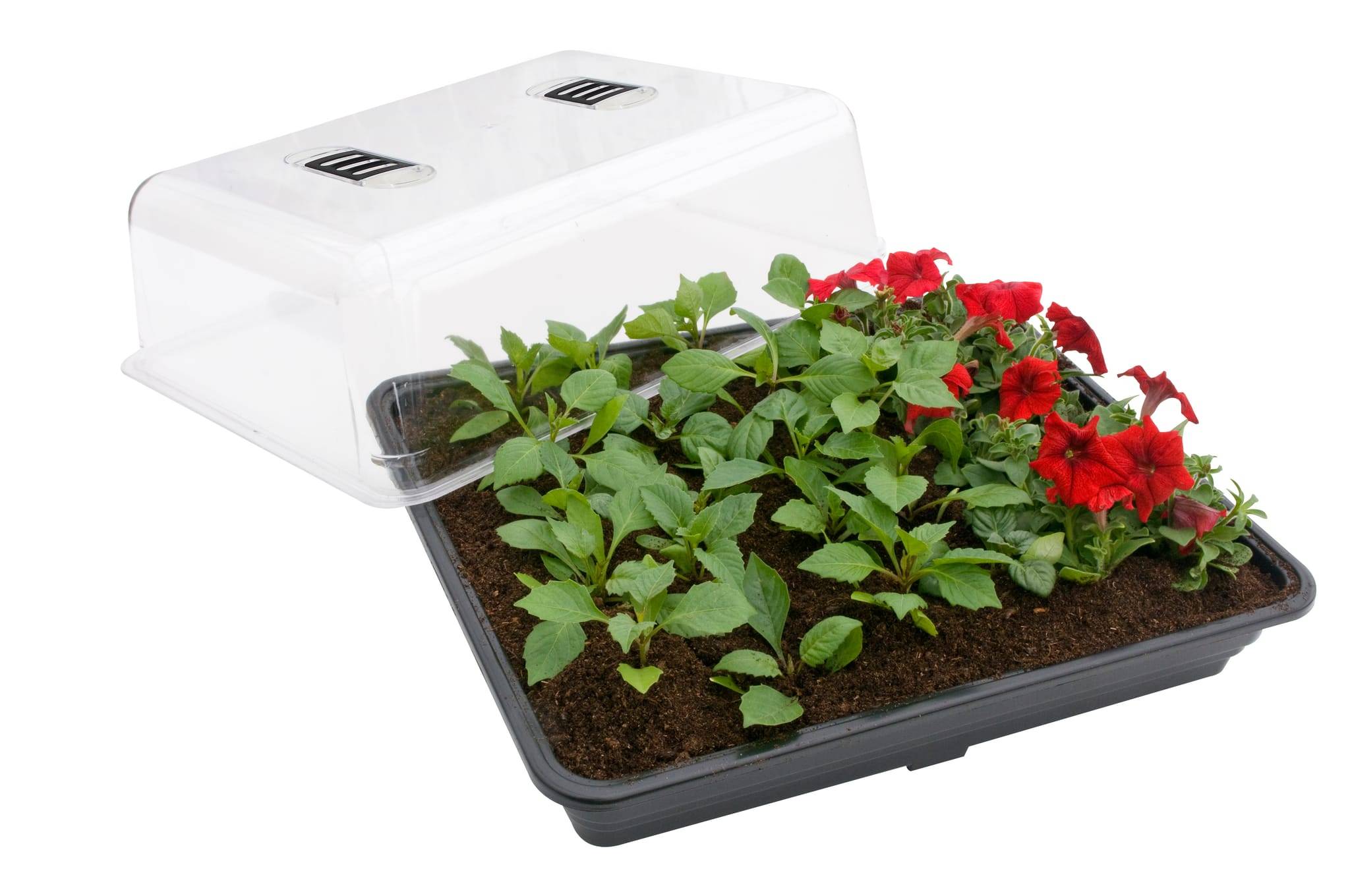 Jany France - Mini serre rigide - L.52 x l.41 x H.24 cm - Imagen 2