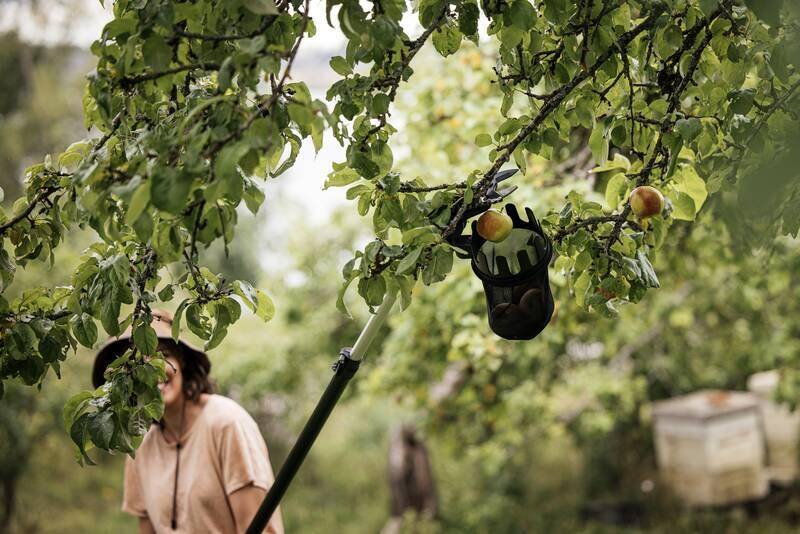Fiskars - Fiskars - Cueille-fruits UP80 pour coupe-branches multifonctions - Imagen 7