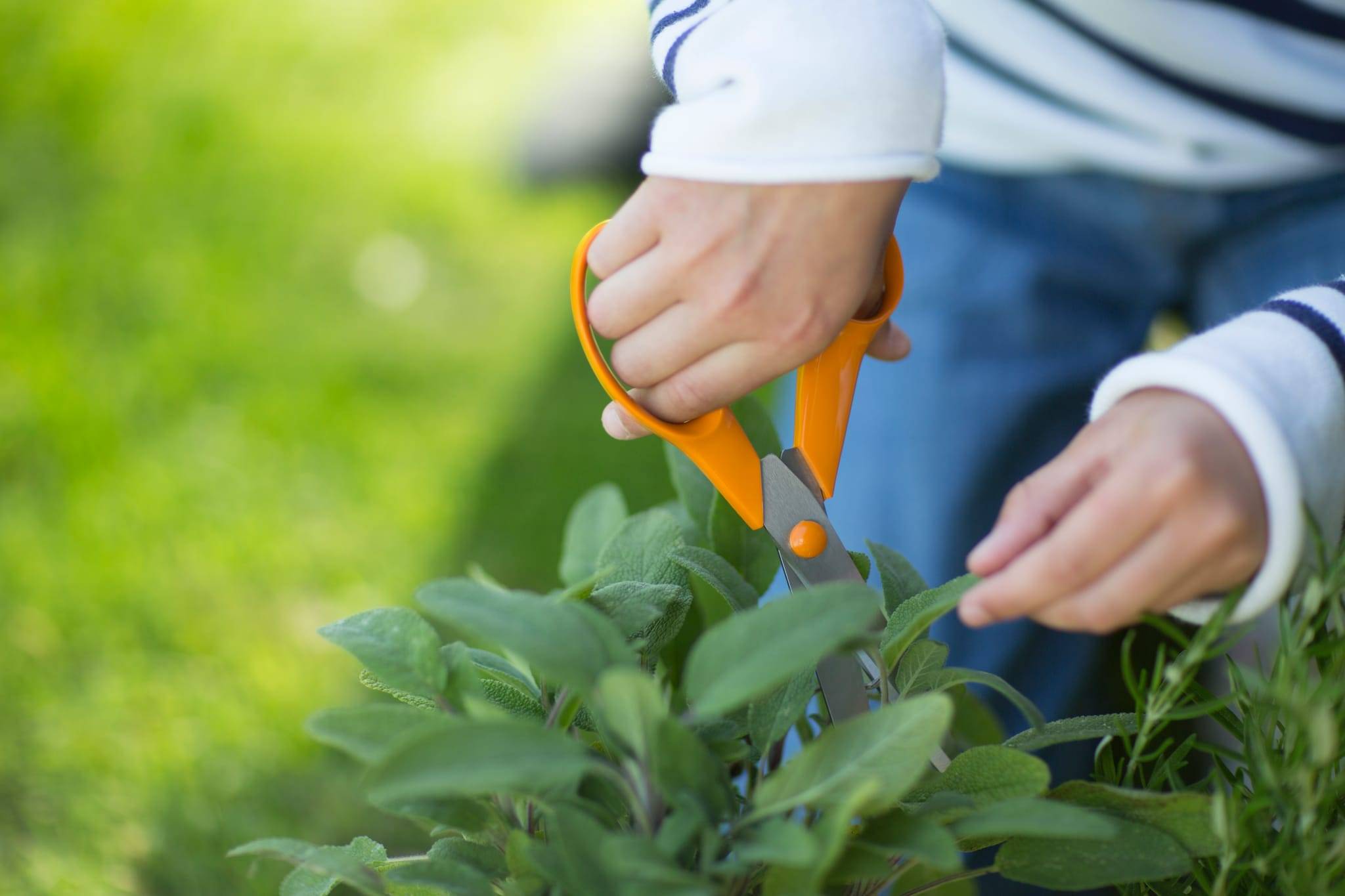 Fiskars - Fiskars - Ciseaux de jardin S90 21 cm, droitiers - Imagen 4