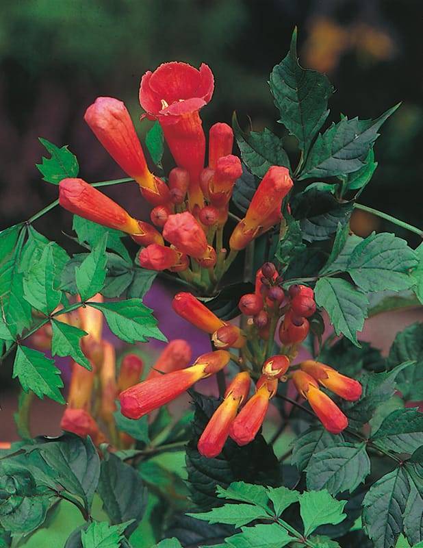 Bignone Radicans 'Flamenco'