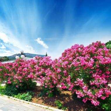 Laurier Rose