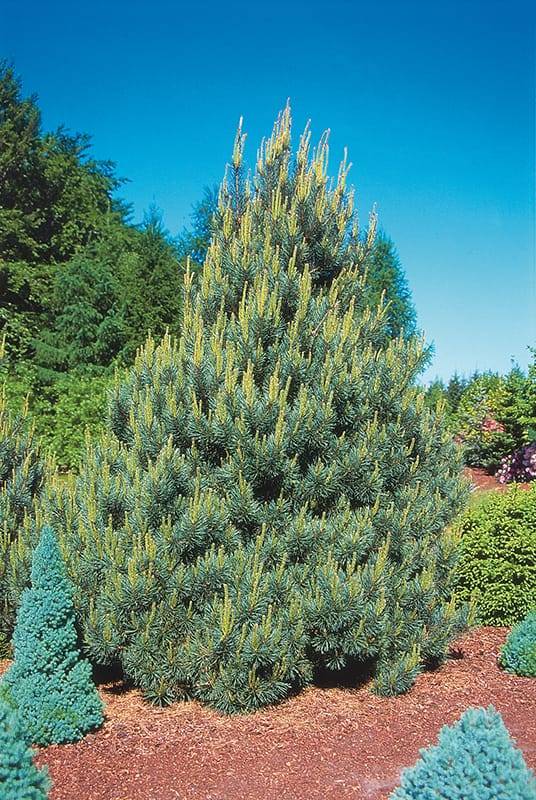 Pin Sylvestre Nain 'Watereri'