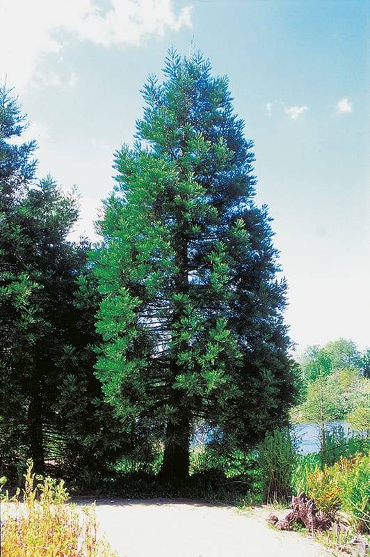 Secuoya Gigante - Imagen 2
